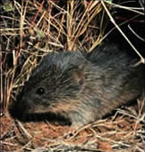 vole